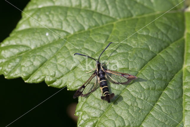 Currant Clearwing (Synanthedon tipuliformis)