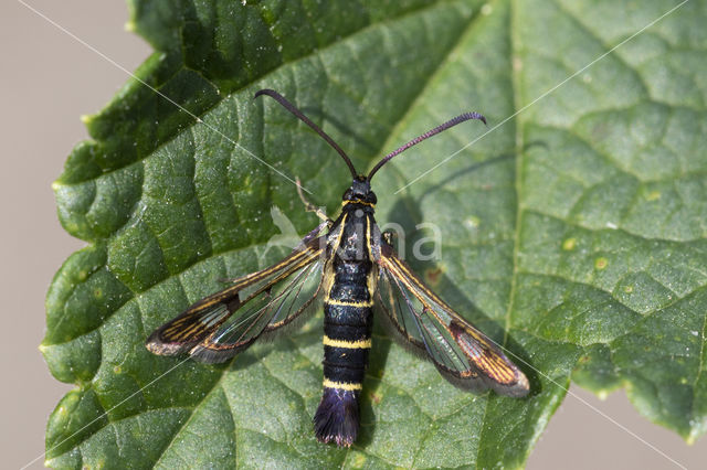 Currant Clearwing (Synanthedon tipuliformis)