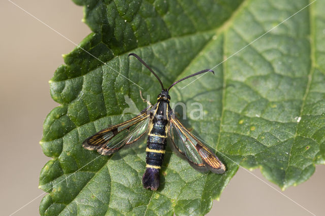 Currant Clearwing (Synanthedon tipuliformis)