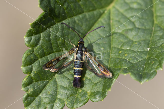 Currant Clearwing (Synanthedon tipuliformis)