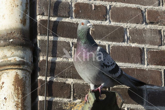 Stadsduif (Columba livia domestica)