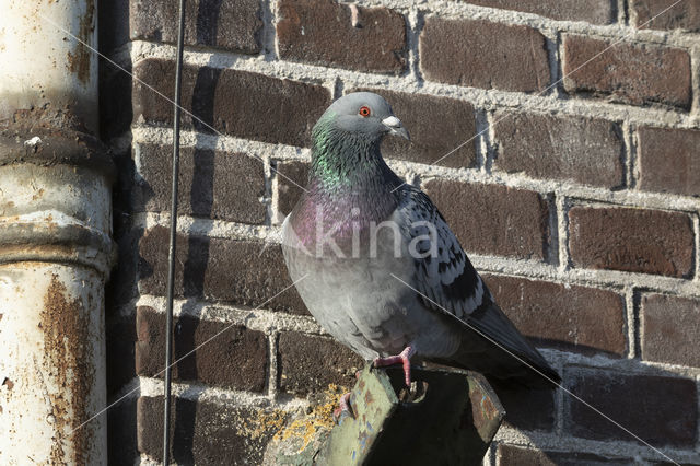 Feral Pigeon (Columba livia domestica)