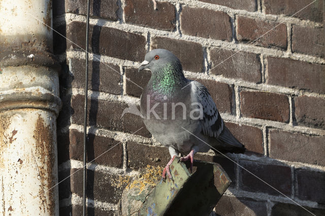 Feral Pigeon (Columba livia domestica)