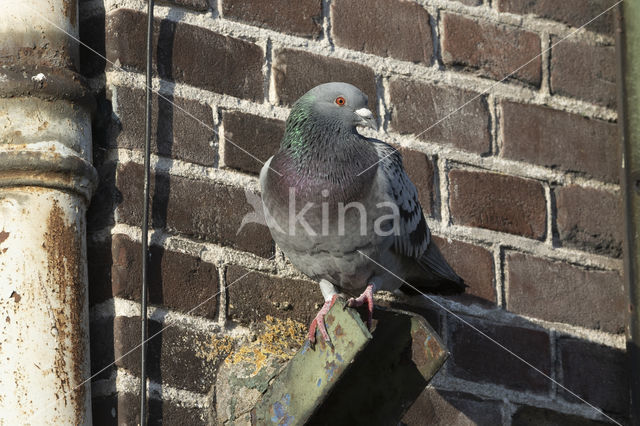 Feral Pigeon (Columba livia domestica)