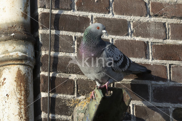 Feral Pigeon (Columba livia domestica)