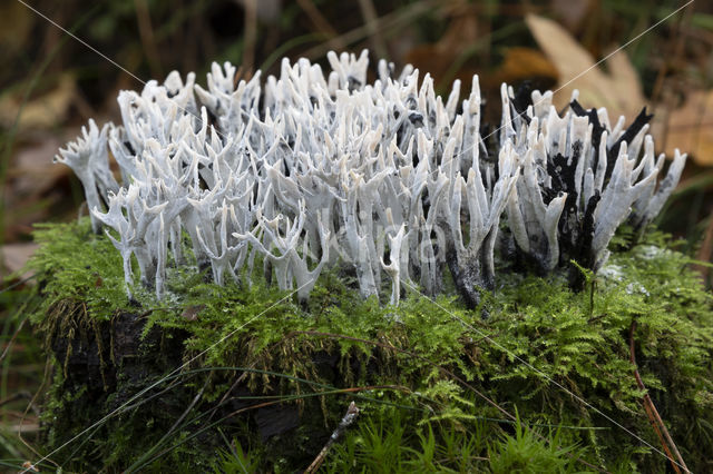 Candle Snuff Fungus (Xylaria hypoxylon)