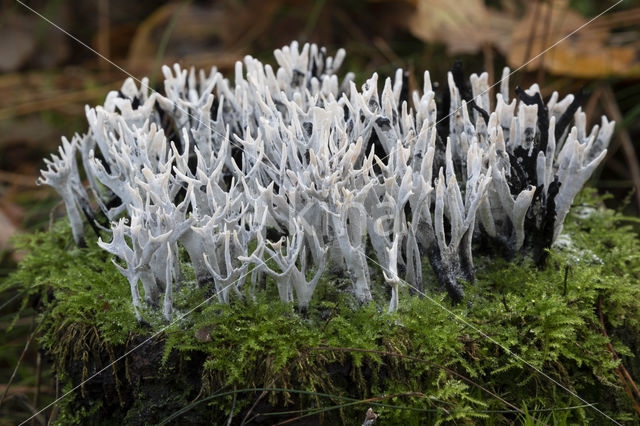 Candle Snuff Fungus (Xylaria hypoxylon)