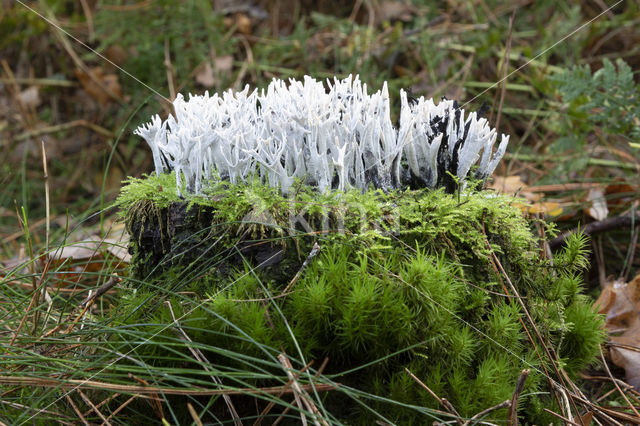 Geweizwam (Xylaria hypoxylon)