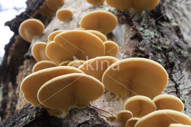 orange oyster mushroom (phyllotopsis nidulans)