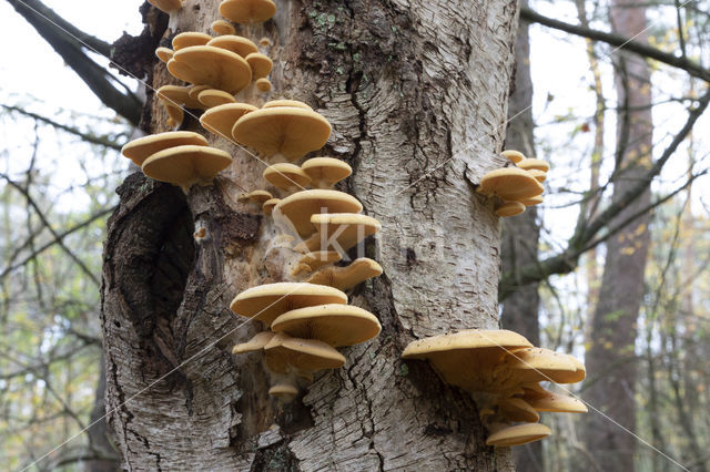 orange oyster mushroom (phyllotopsis nidulans)