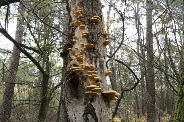 orange oyster mushroom (phyllotopsis nidulans)