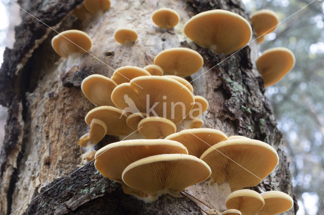 orange oyster mushroom (phyllotopsis nidulans)