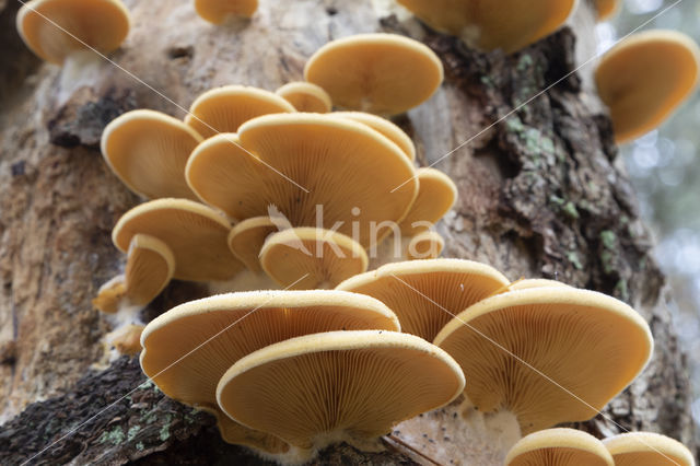 orange oyster mushroom (phyllotopsis nidulans)