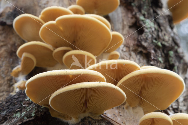 orange oyster mushroom (phyllotopsis nidulans)