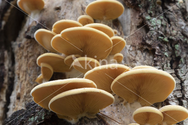 orange oyster mushroom (phyllotopsis nidulans)