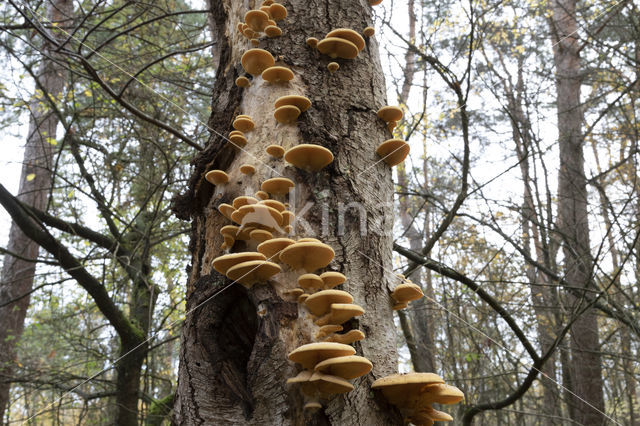 orange oyster mushroom (phyllotopsis nidulans)