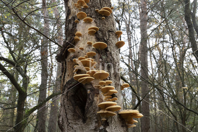 oranje oesterzwam (phyllotopsis nidulans)