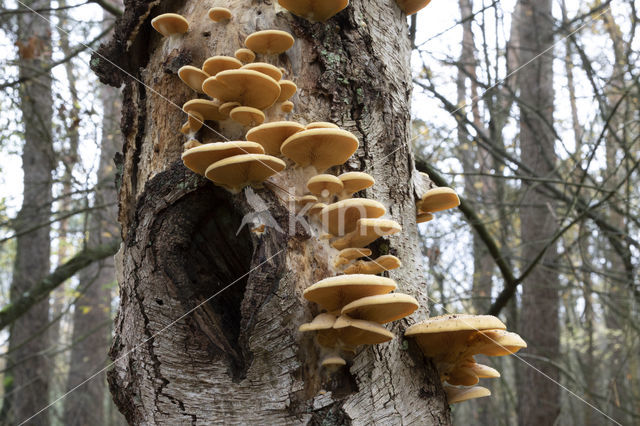 orange oyster mushroom (phyllotopsis nidulans)