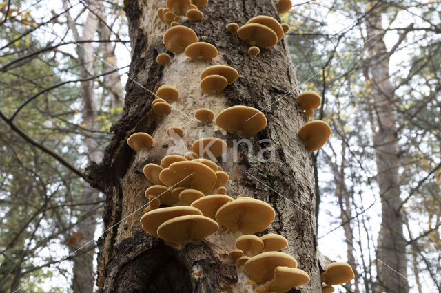 orange oyster mushroom (phyllotopsis nidulans)
