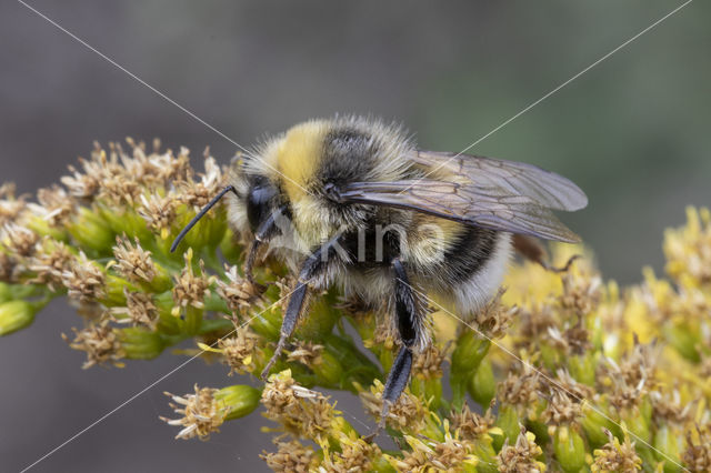 White-tailed bumblebee (Bombus lucorum)