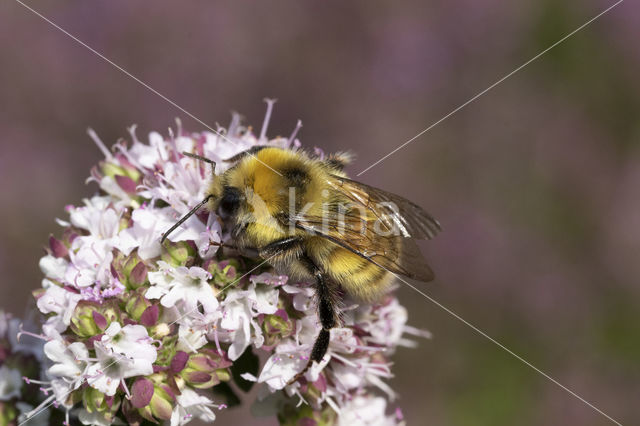 Veldhommel (Bombus lucorum)