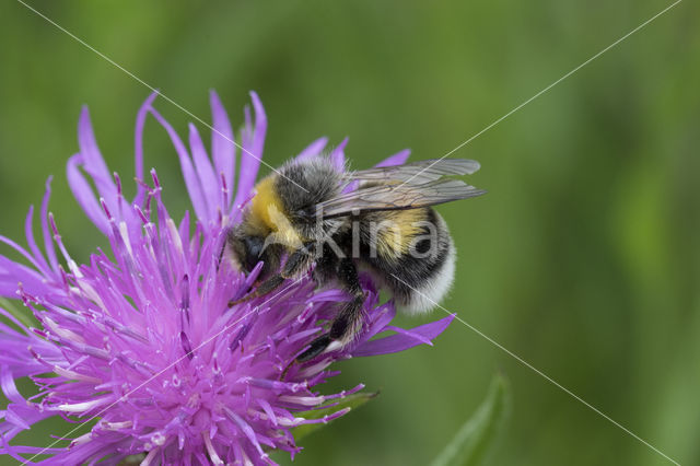 White-tailed bumblebee (Bombus lucorum)