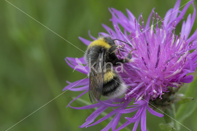 White-tailed bumblebee (Bombus lucorum)