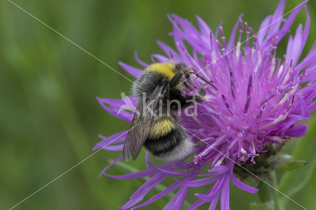 Veldhommel (Bombus lucorum)