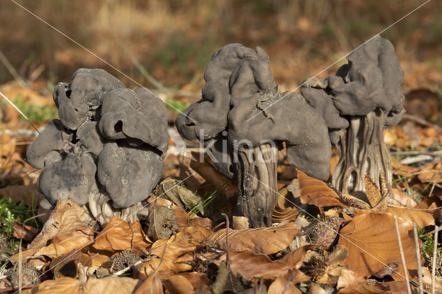 Zwarte kluifzwam (Helvella lacunosa)