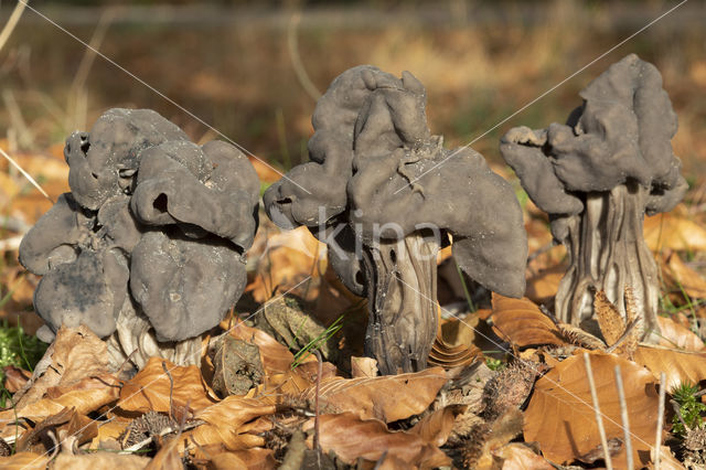 Elfin Saddle (Helvella lacunosa)