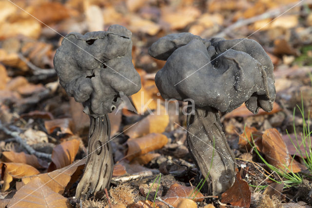 Elfin Saddle (Helvella lacunosa)