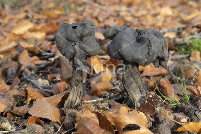 Elfin Saddle (Helvella lacunosa)