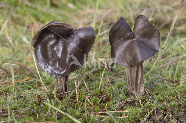 Elfin Saddle (Helvella lacunosa)