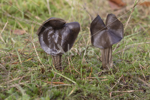 Elfin Saddle (Helvella lacunosa)