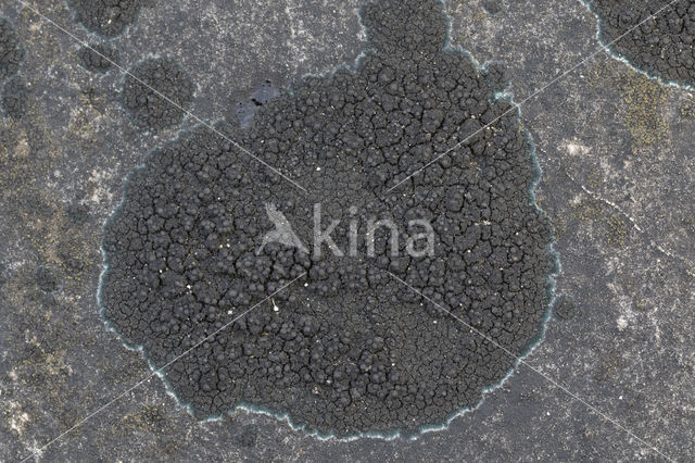 Ink lichen (Placynthium nigrum)