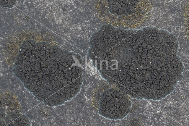 Ink lichen (Placynthium nigrum)