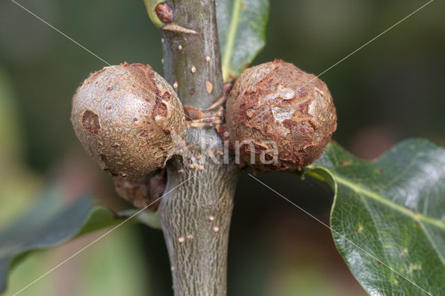 colanootgalwesp (andricus lignicolus)