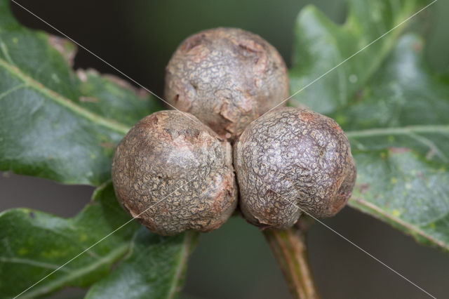 cola nut gall (andricus lignicolus)