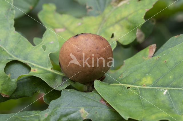 cherry gall (andricus kollari)