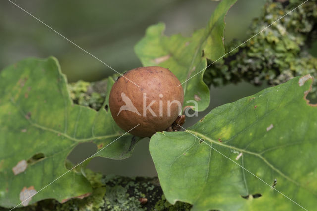 knikkergalwesp (andricus kollari)
