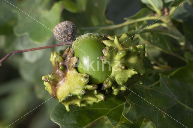 Andricus quercuscallicis