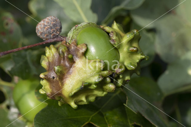 Andricus quercuscallicis