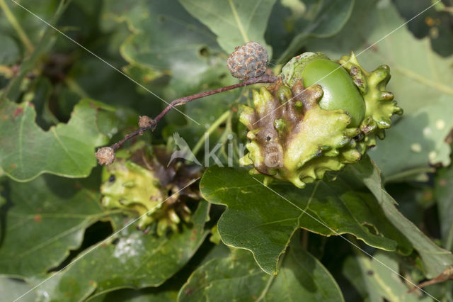 Knoppergal (Andricus quercuscallicis)