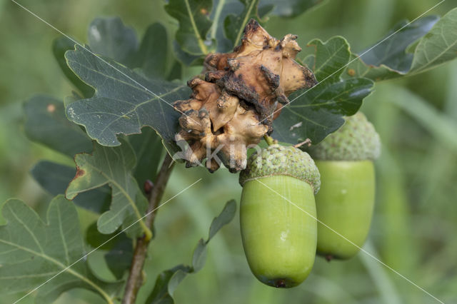Andricus quercuscallicis