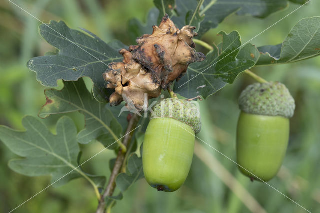 Andricus quercuscallicis