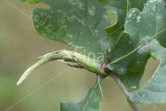 ramshorn gall (andricus aries)