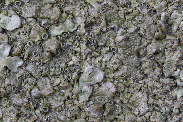 Neofuscelia pulla