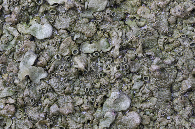 Neofuscelia pulla