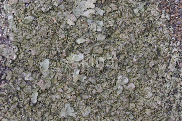 Neofuscelia pulla