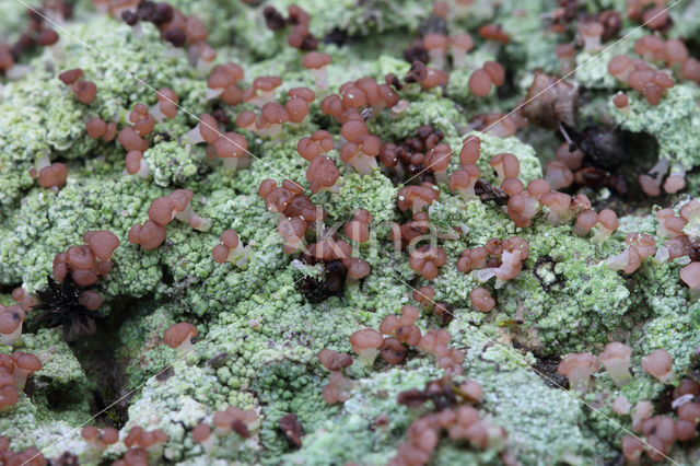 red moor crust (baeomyces rufus)